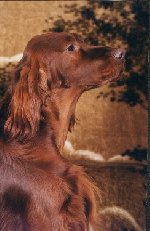 ���� 1.5 ����