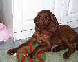Анис - 10 недель